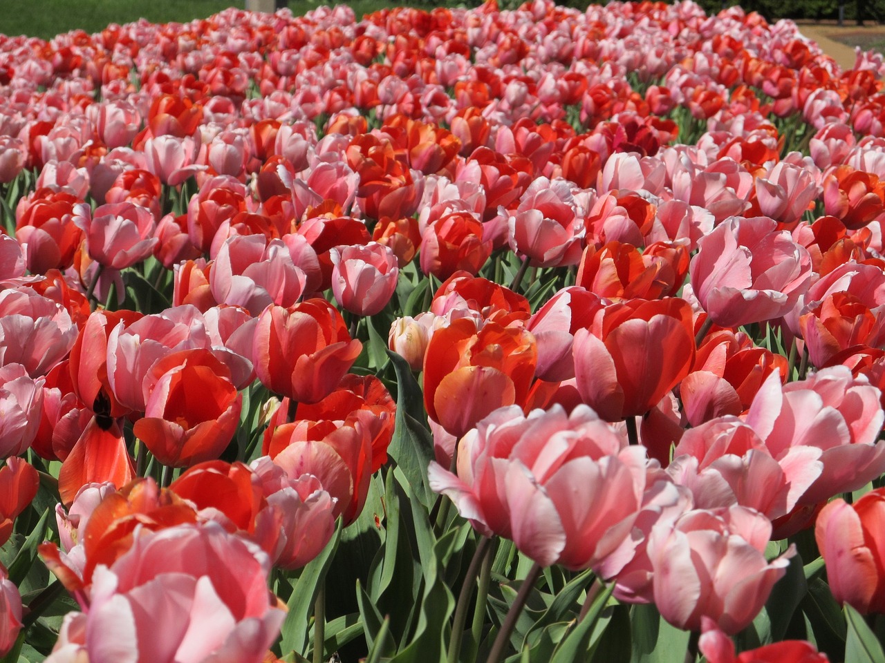 tulips mass planting flowers free photo