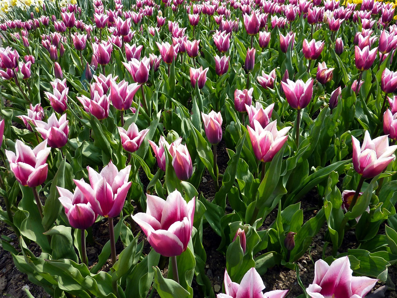 tulips zoo mulhouse free photo
