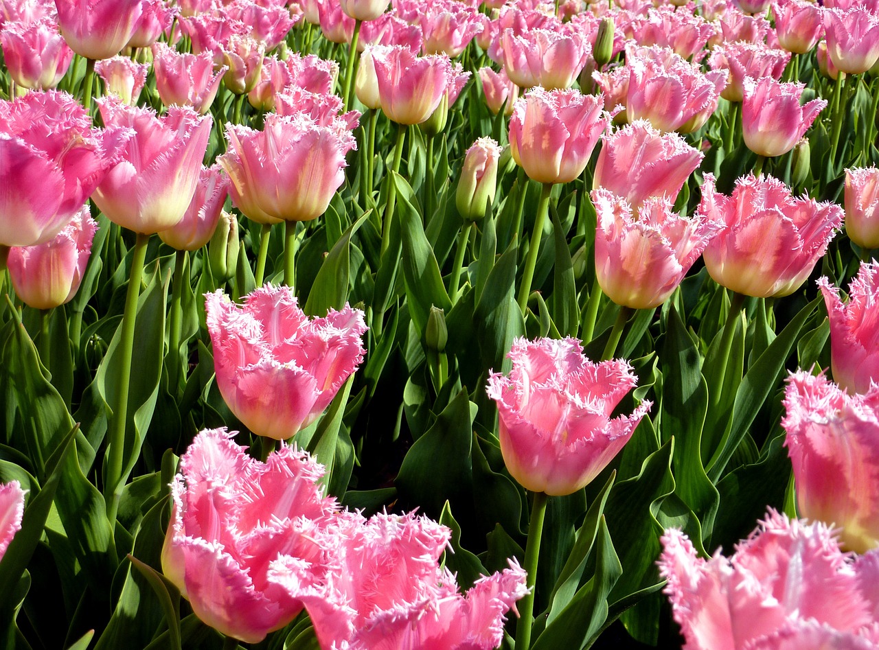 tulips petals flower free photo