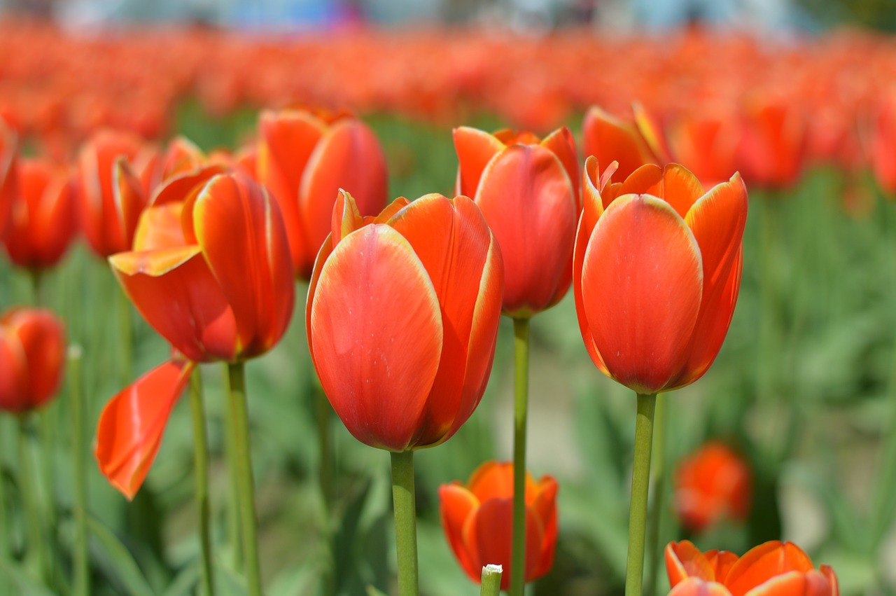 tulips washington spring free photo