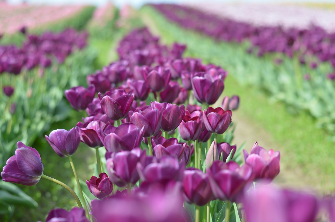 tulips northwest washington free photo