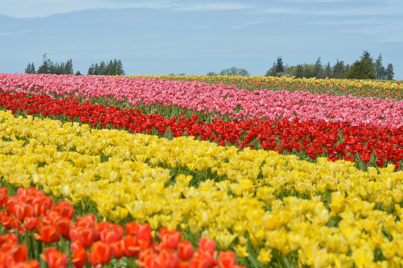 tulips northwest washington free photo