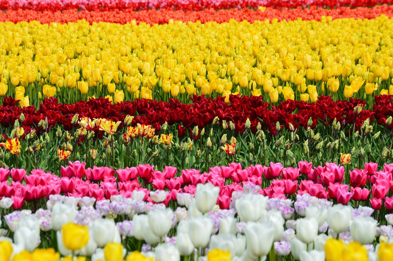 tulips northwest washington free photo