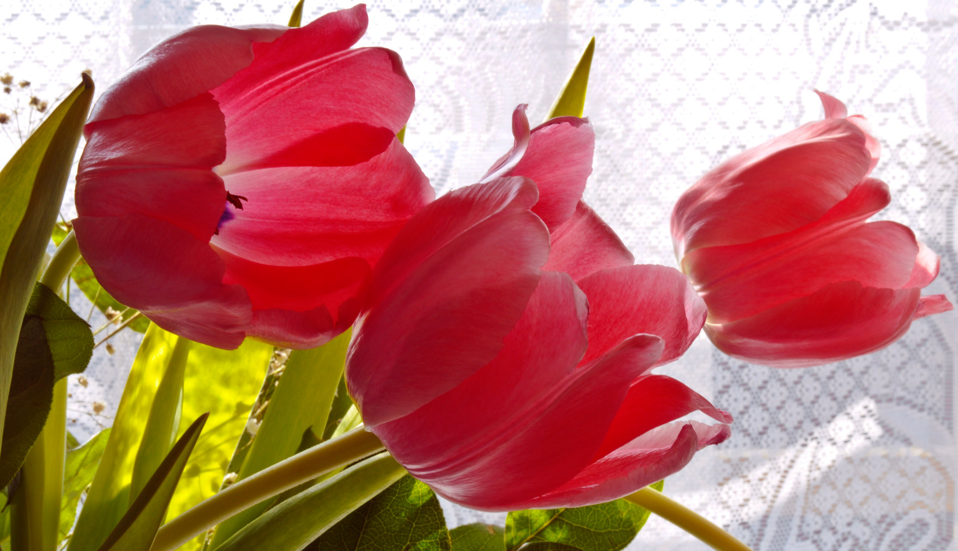 flowers tulips flora free photo