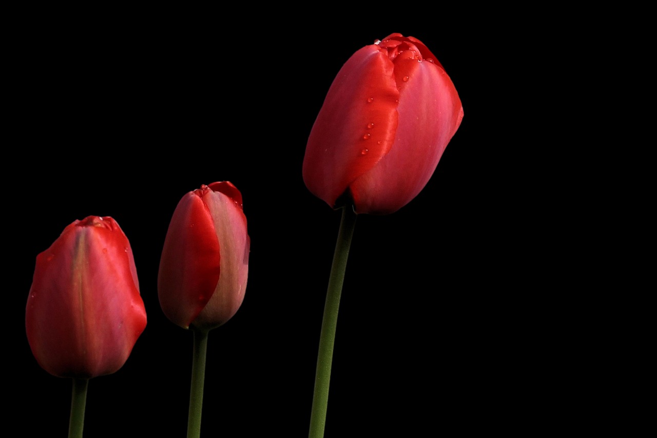 tulips red spring free photo