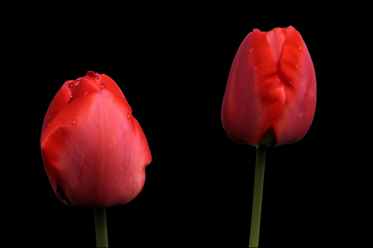 tulips red spring free photo