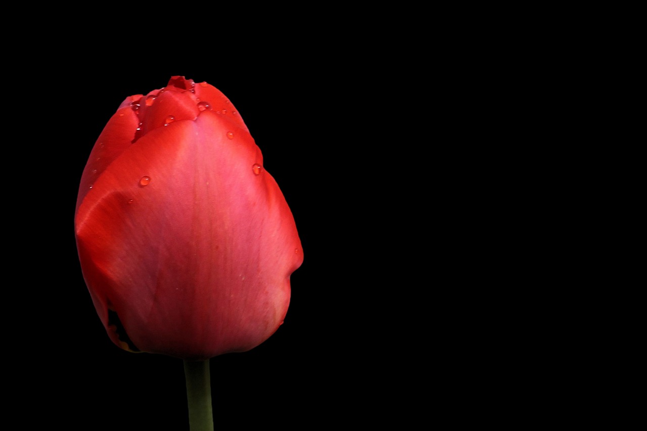 tulips red spring free photo