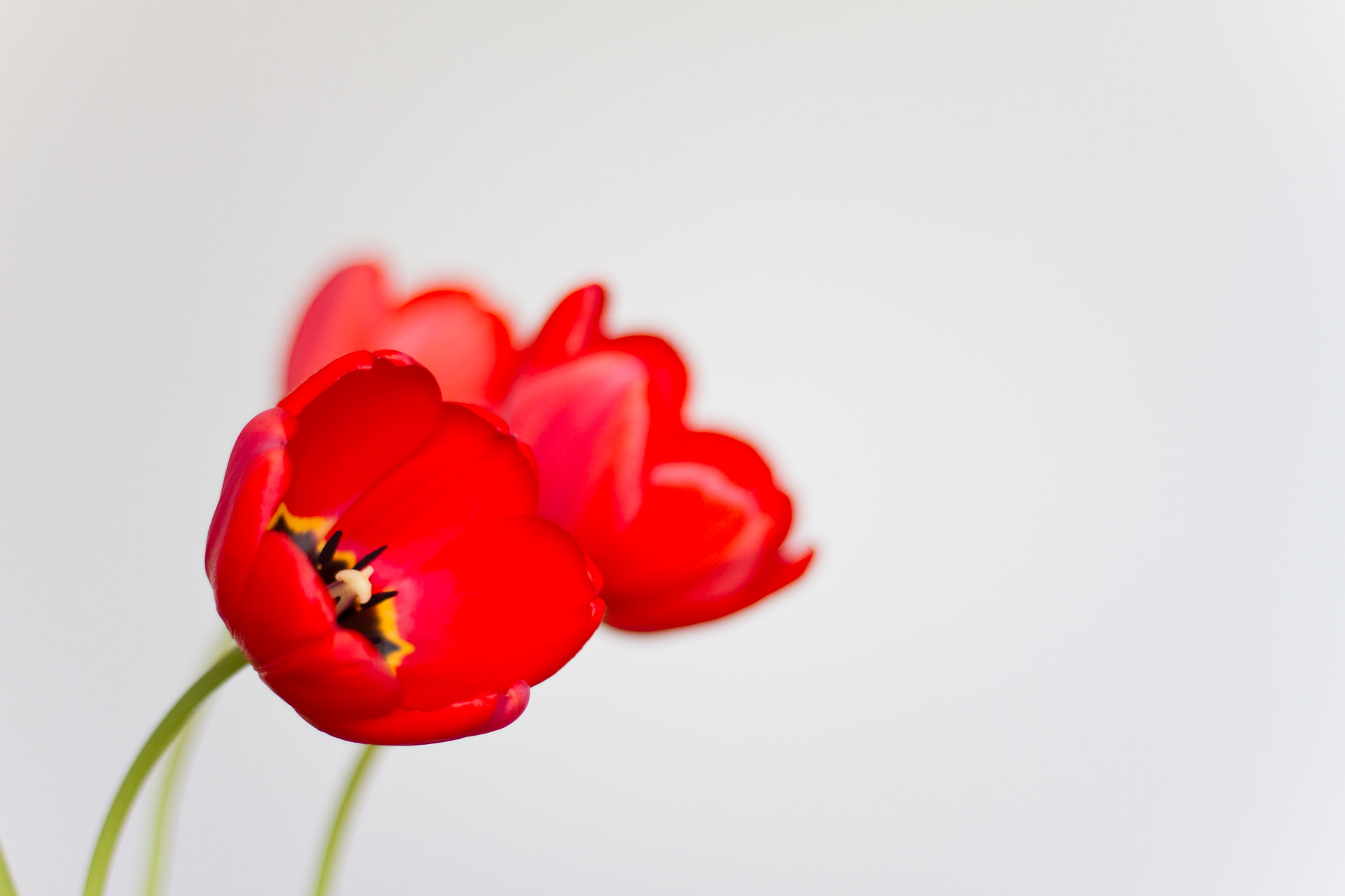 red tulips flower free photo