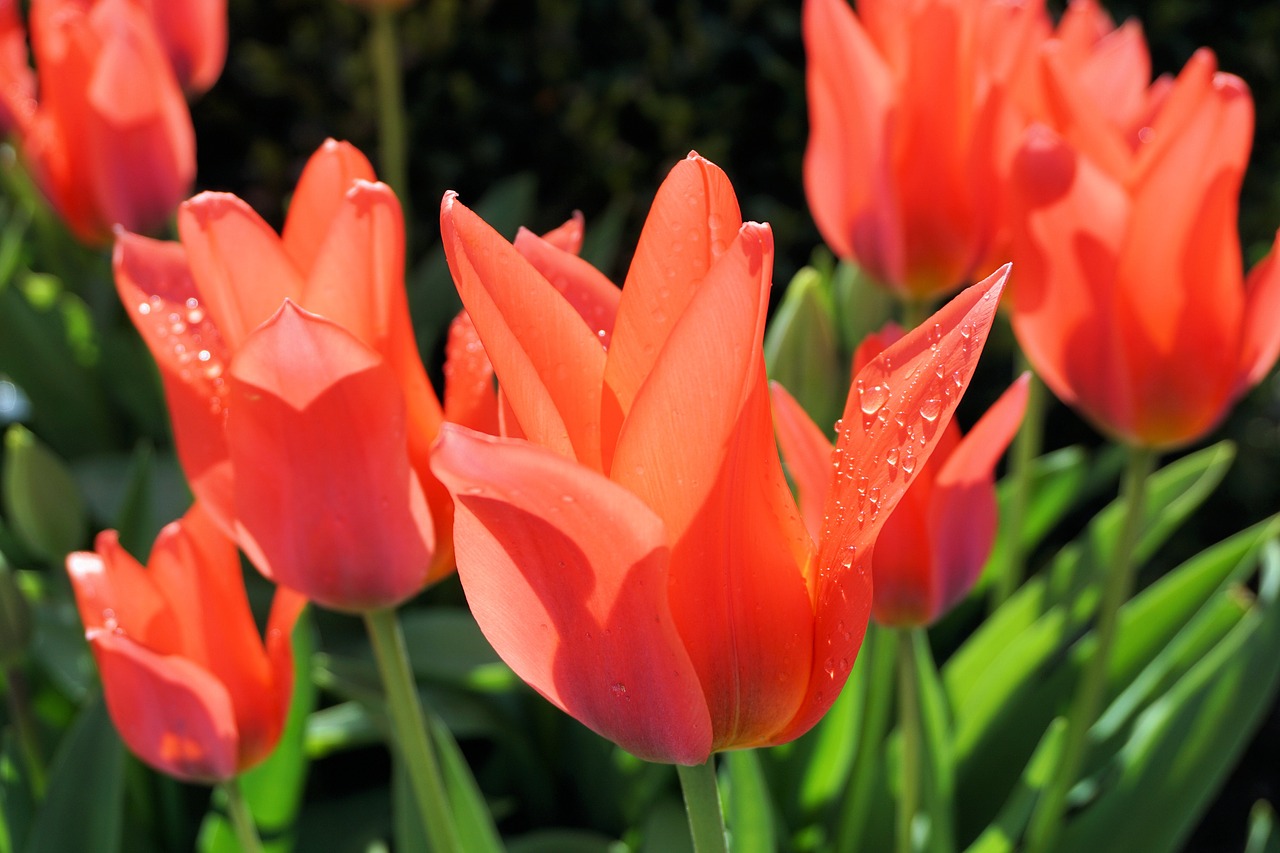 tulips flowers nature free photo