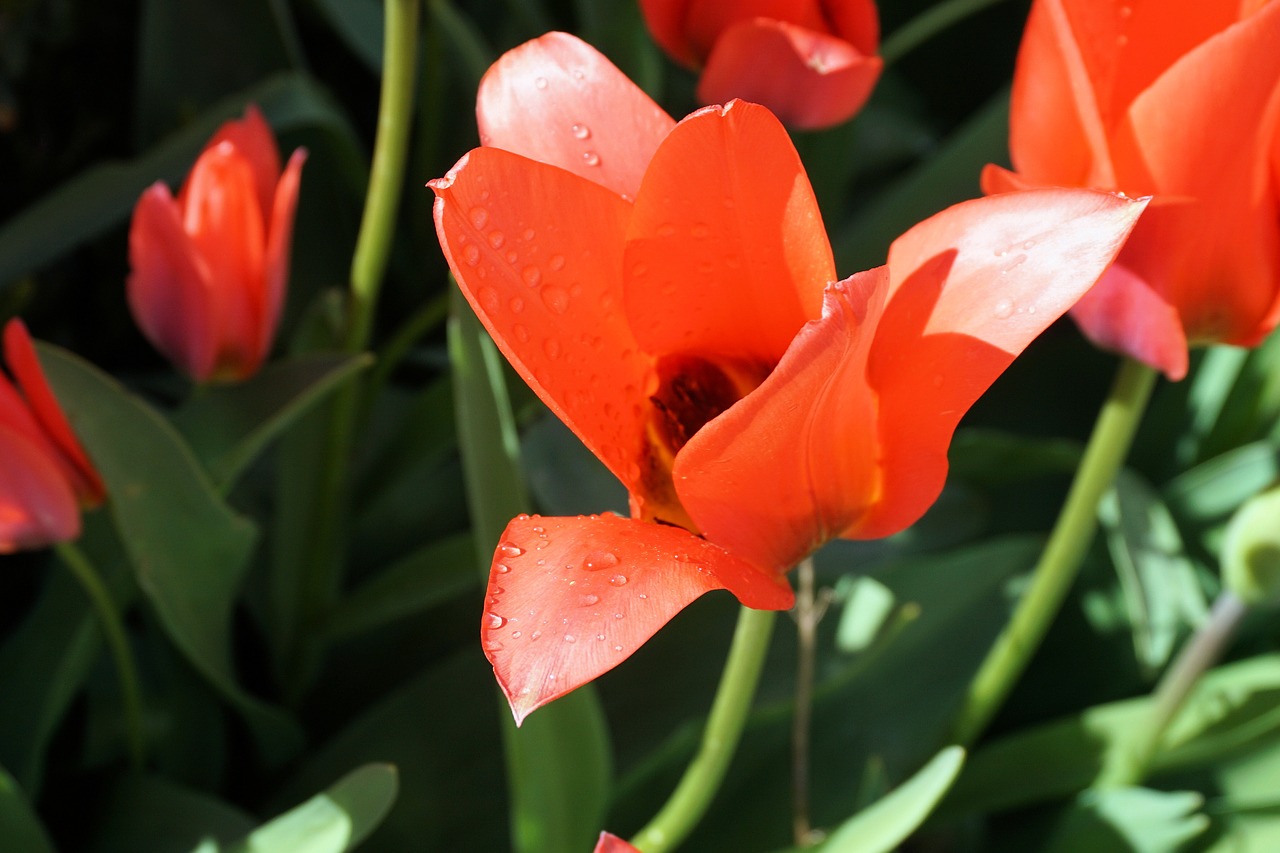 tulips flowers nature free photo