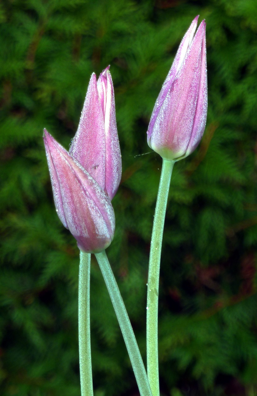 tulips pink morning free photo