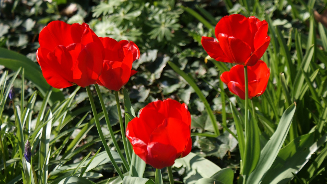 tulips flowers spring free photo