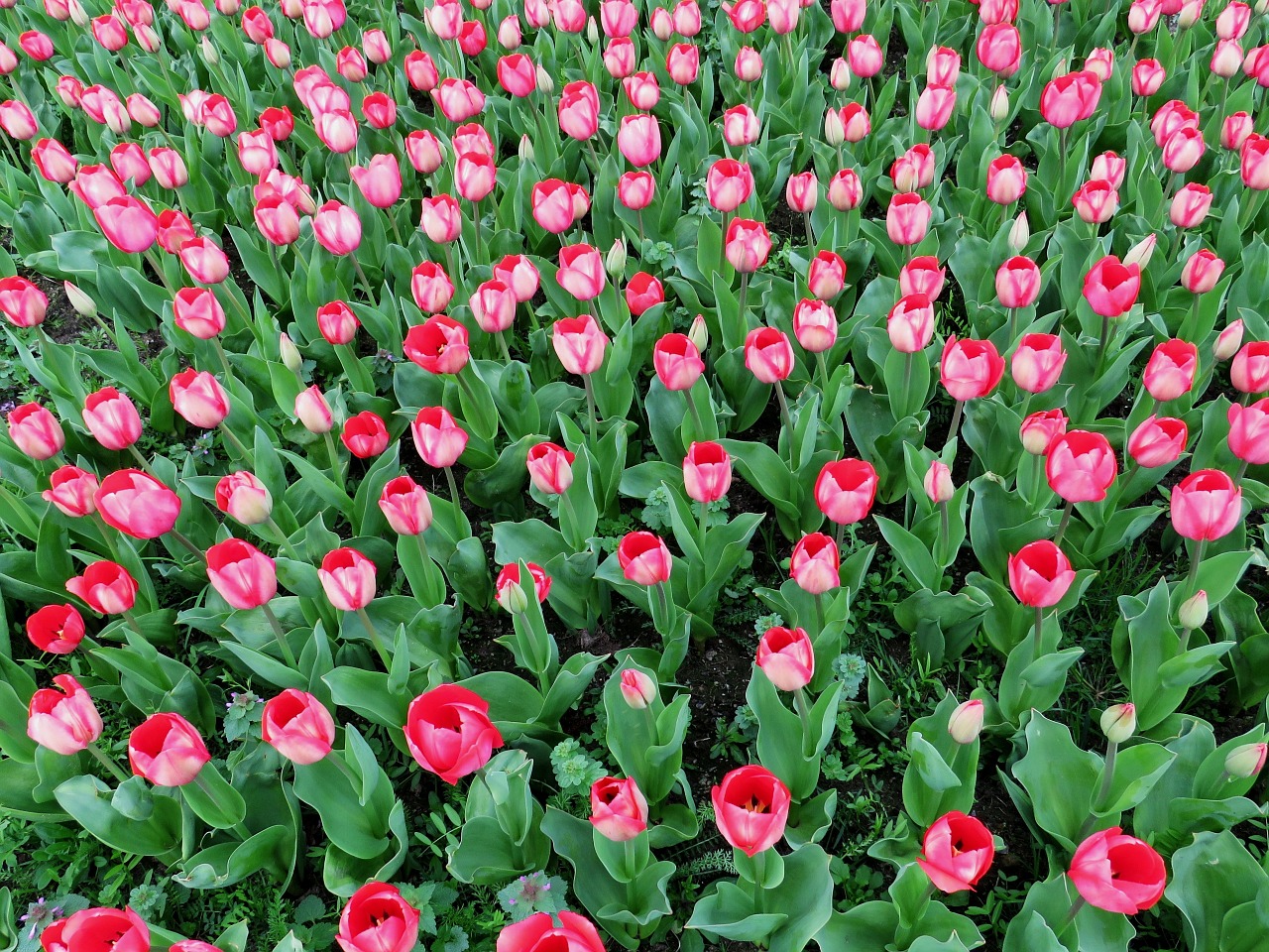 tulips spring spring flower free photo