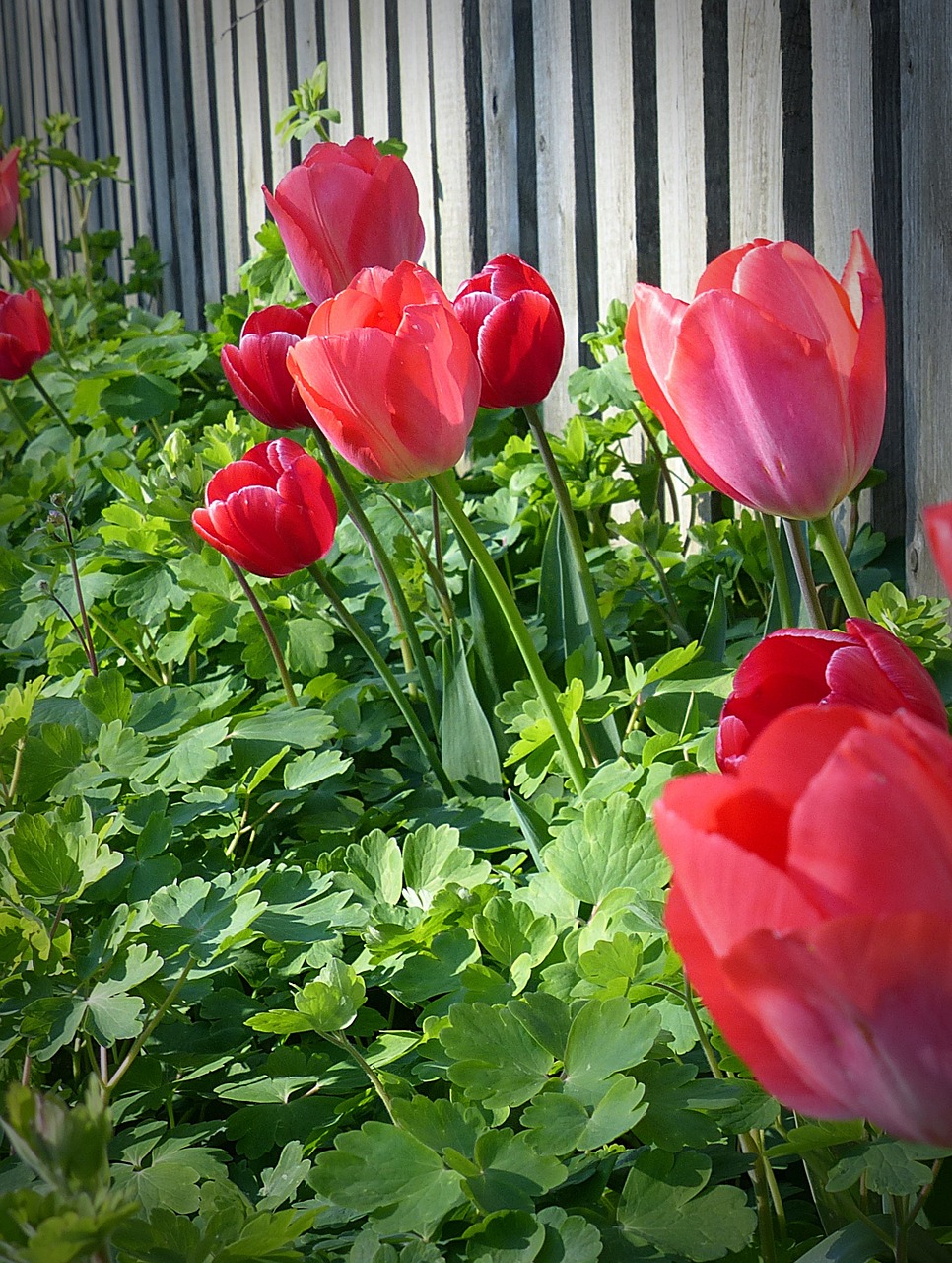 tulips flower plant free photo