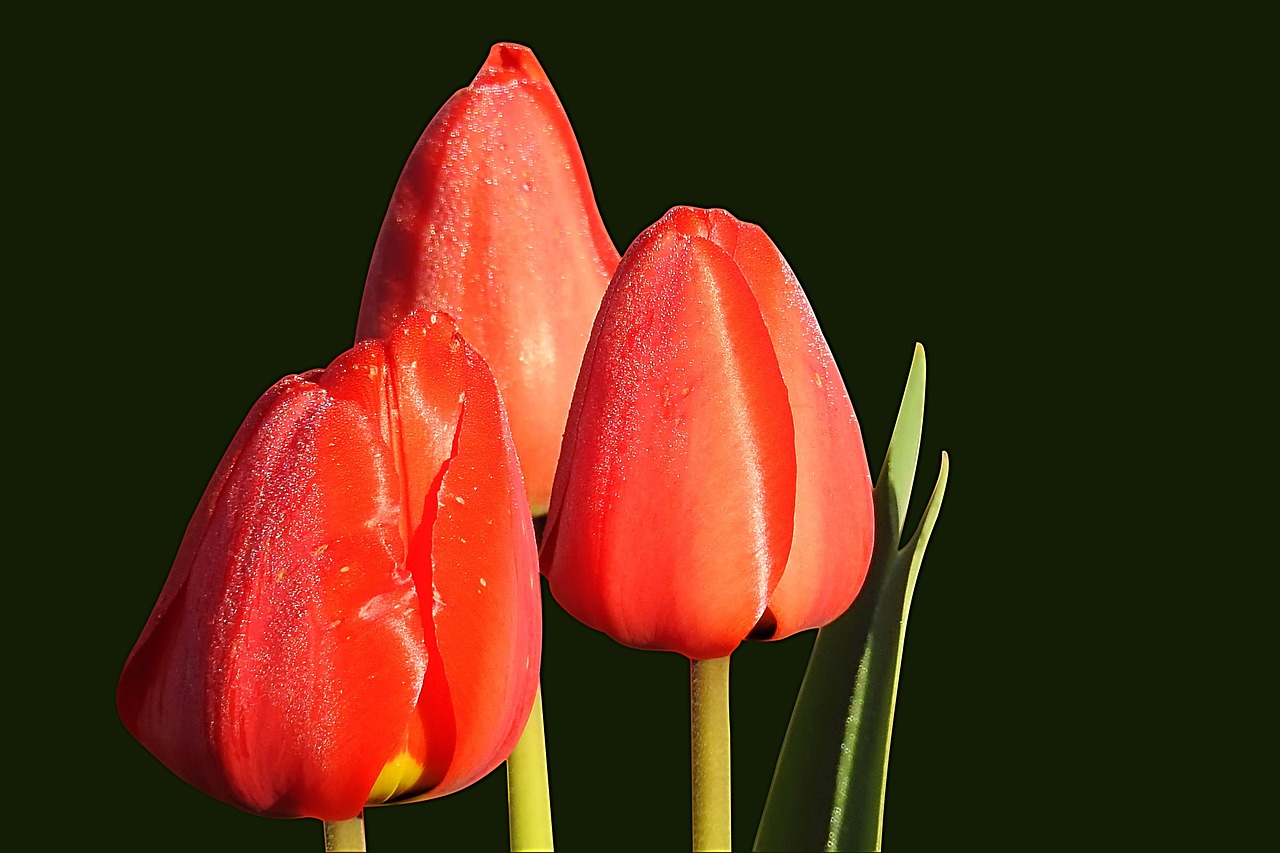 tulips red spring free photo