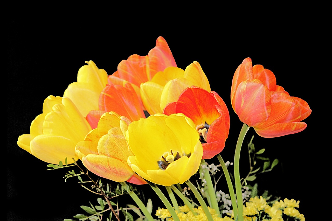 tulips bouquet spring free photo