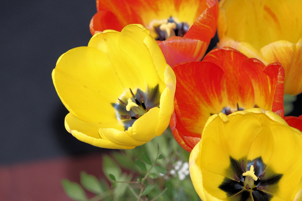 tulips bouquet spring free photo