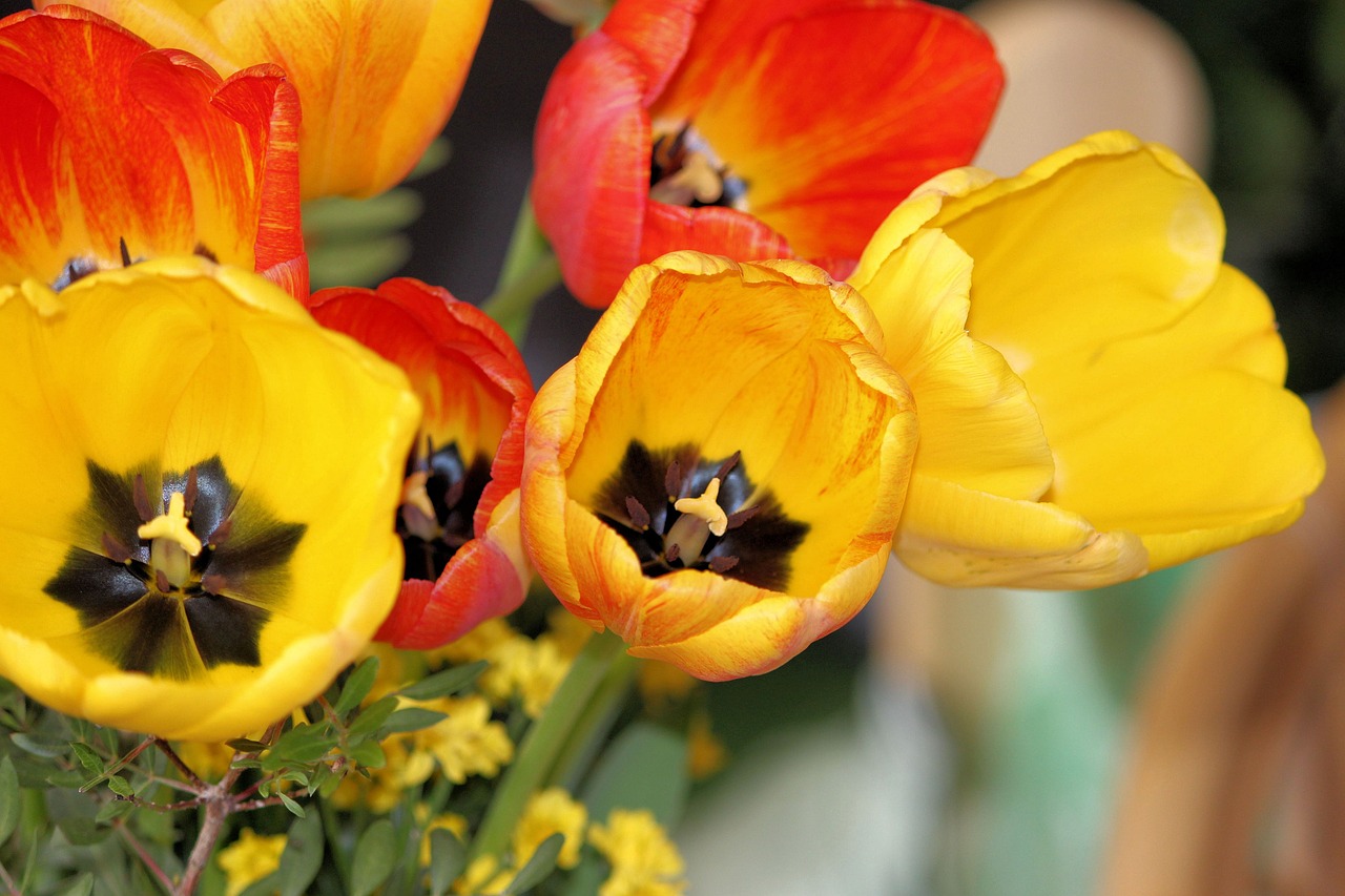 tulips bouquet spring free photo