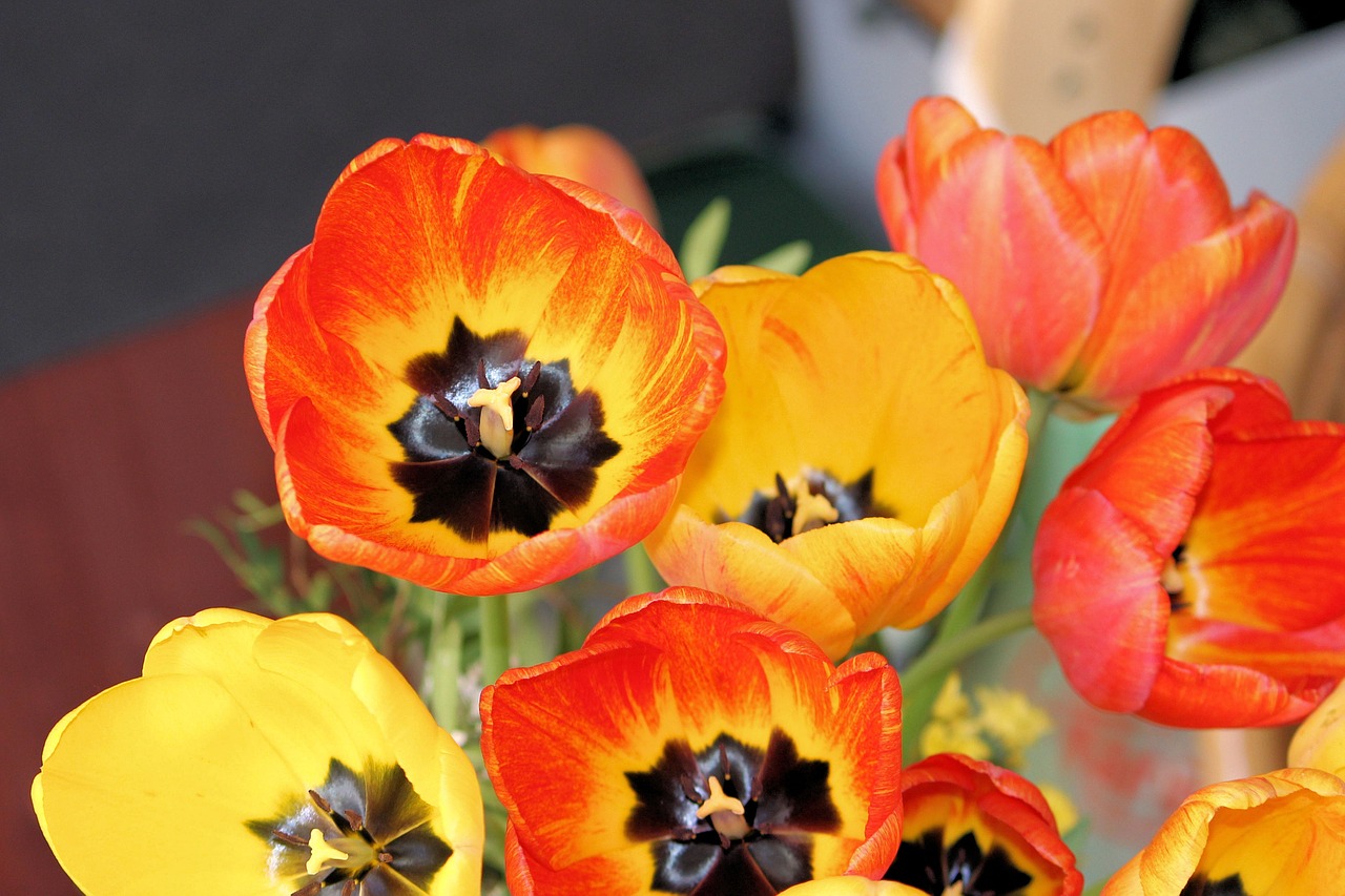 tulips bouquet spring free photo