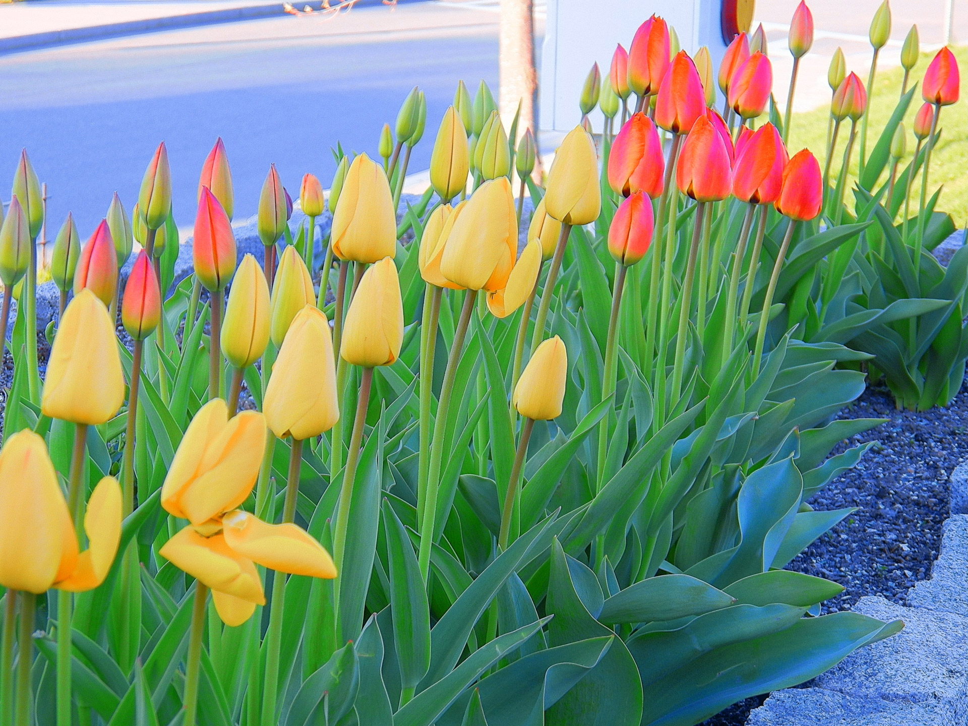 flower flowers tulips free photo