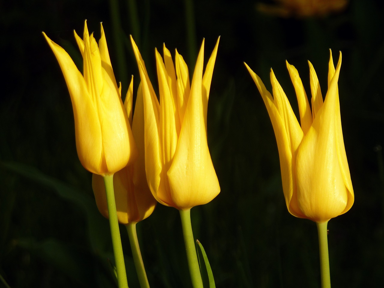 tulips yellow flower free photo