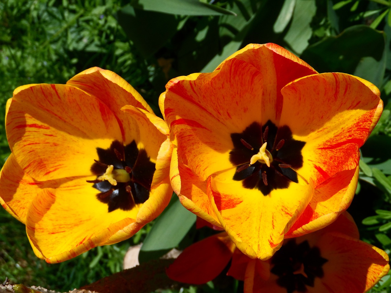tulips orange yellow free photo