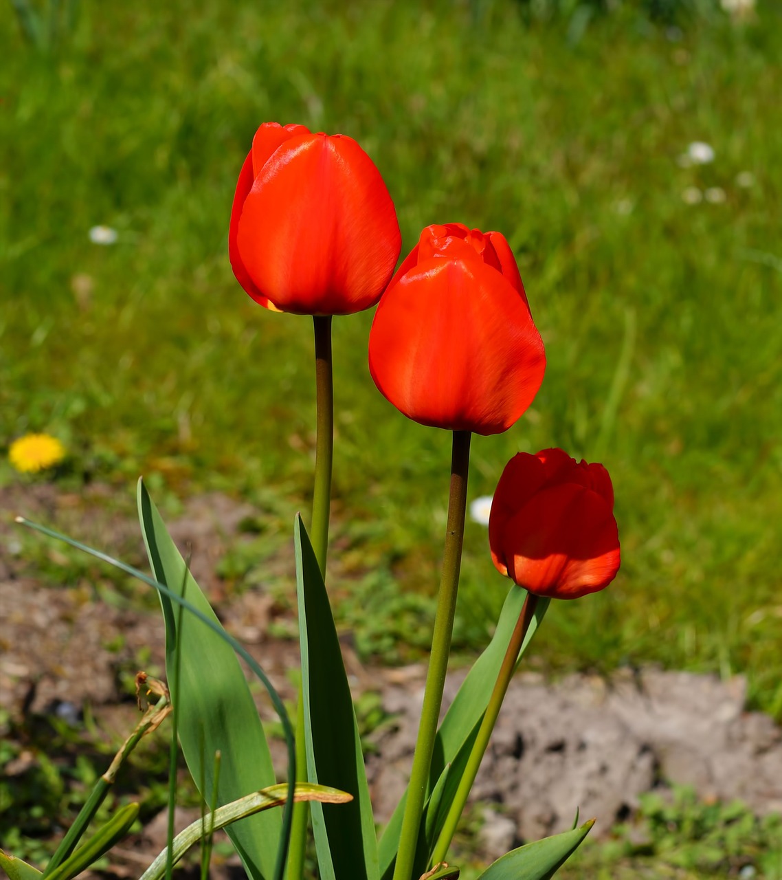 tulips flowers red free photo