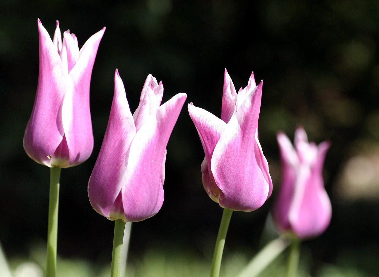 tulips petals flower free photo