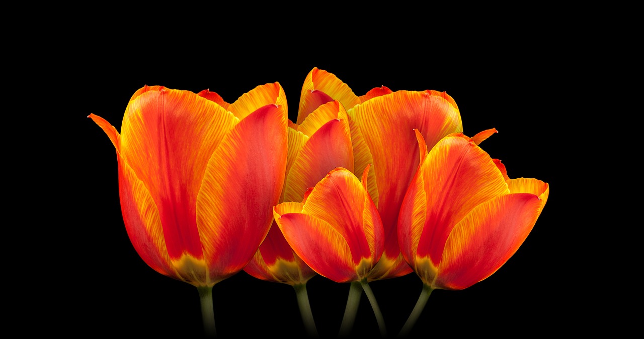 tulips bouquet flower free photo