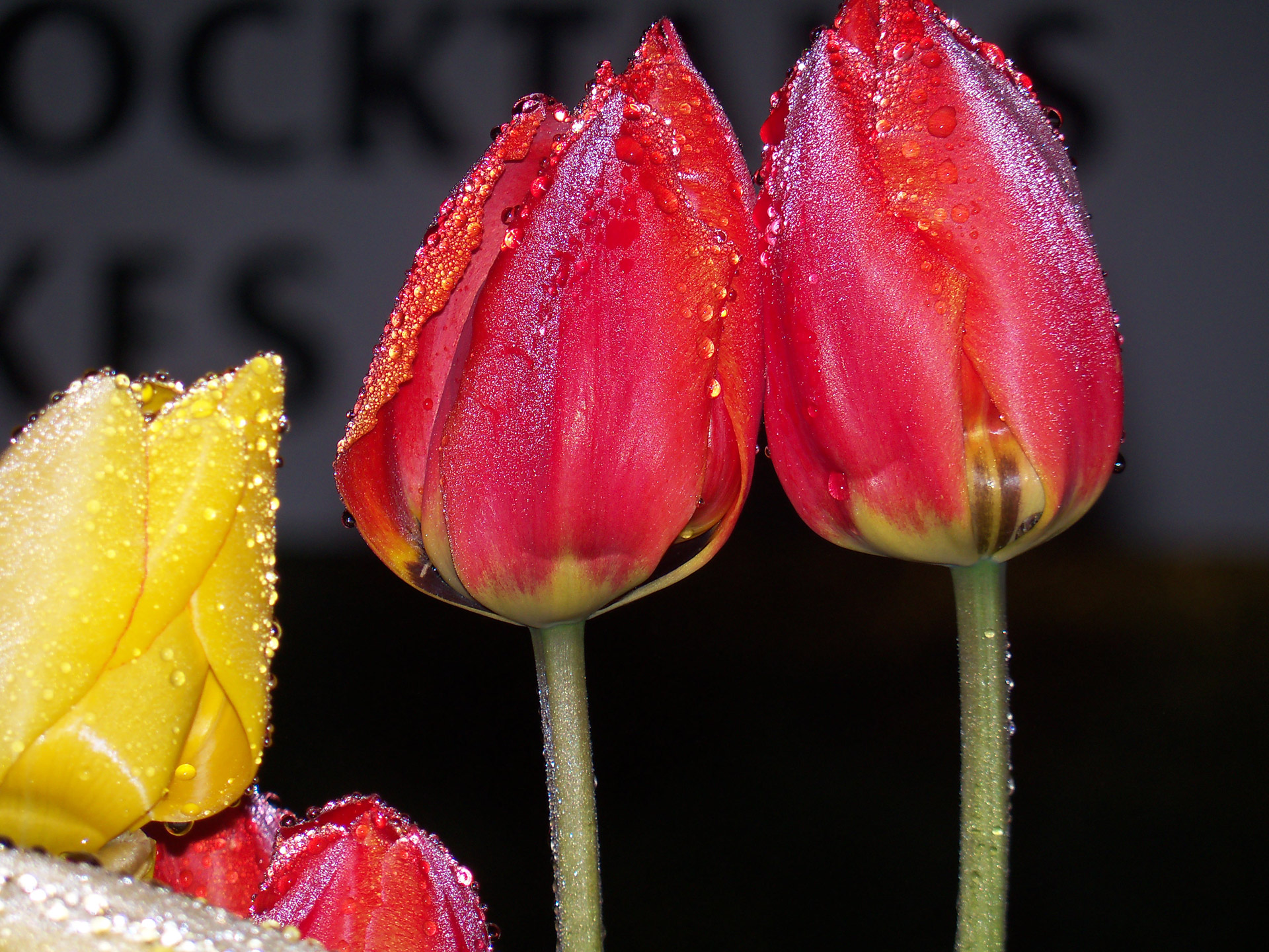 tulip tulips flower free photo