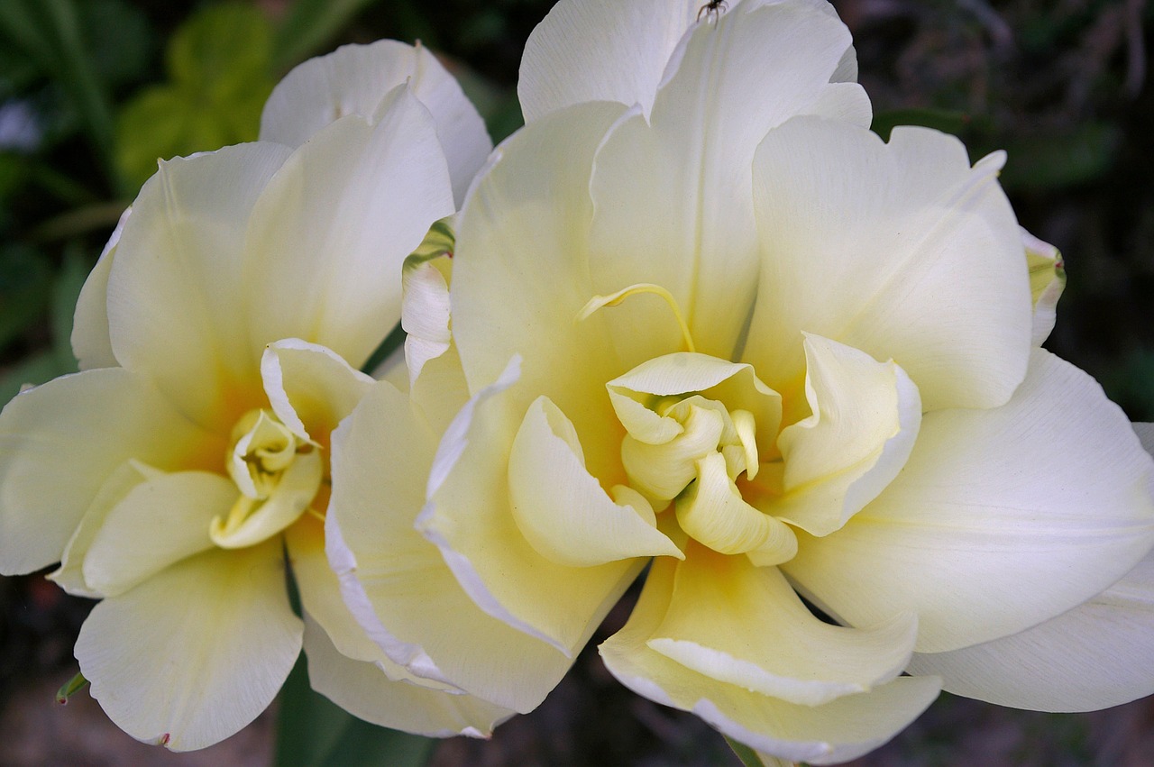 tulips white tulips white free photo