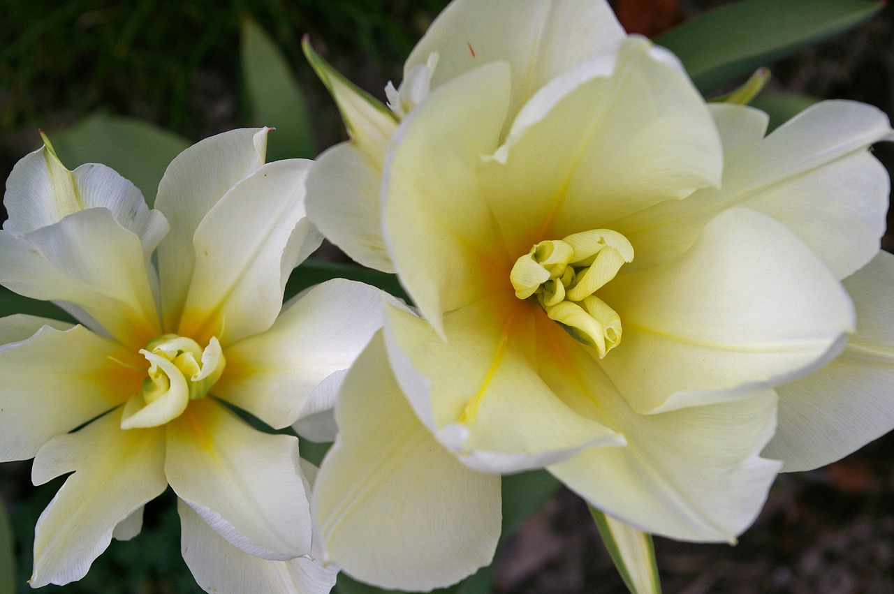 tulips white tulips white free photo