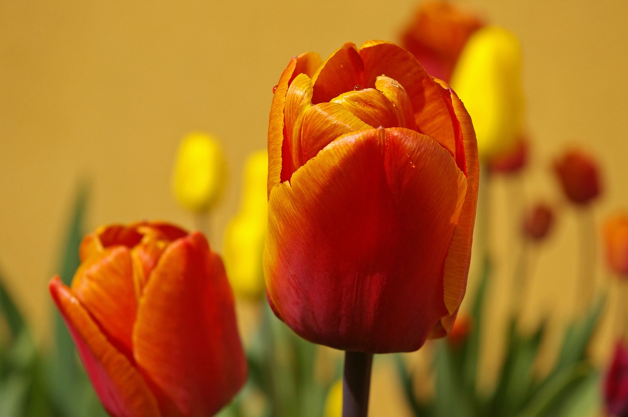 tulips flowers spring free photo