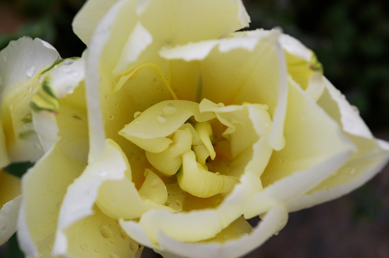 tulips white tulips white free photo