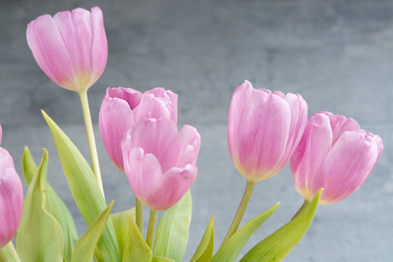 tulips flowers pink free photo