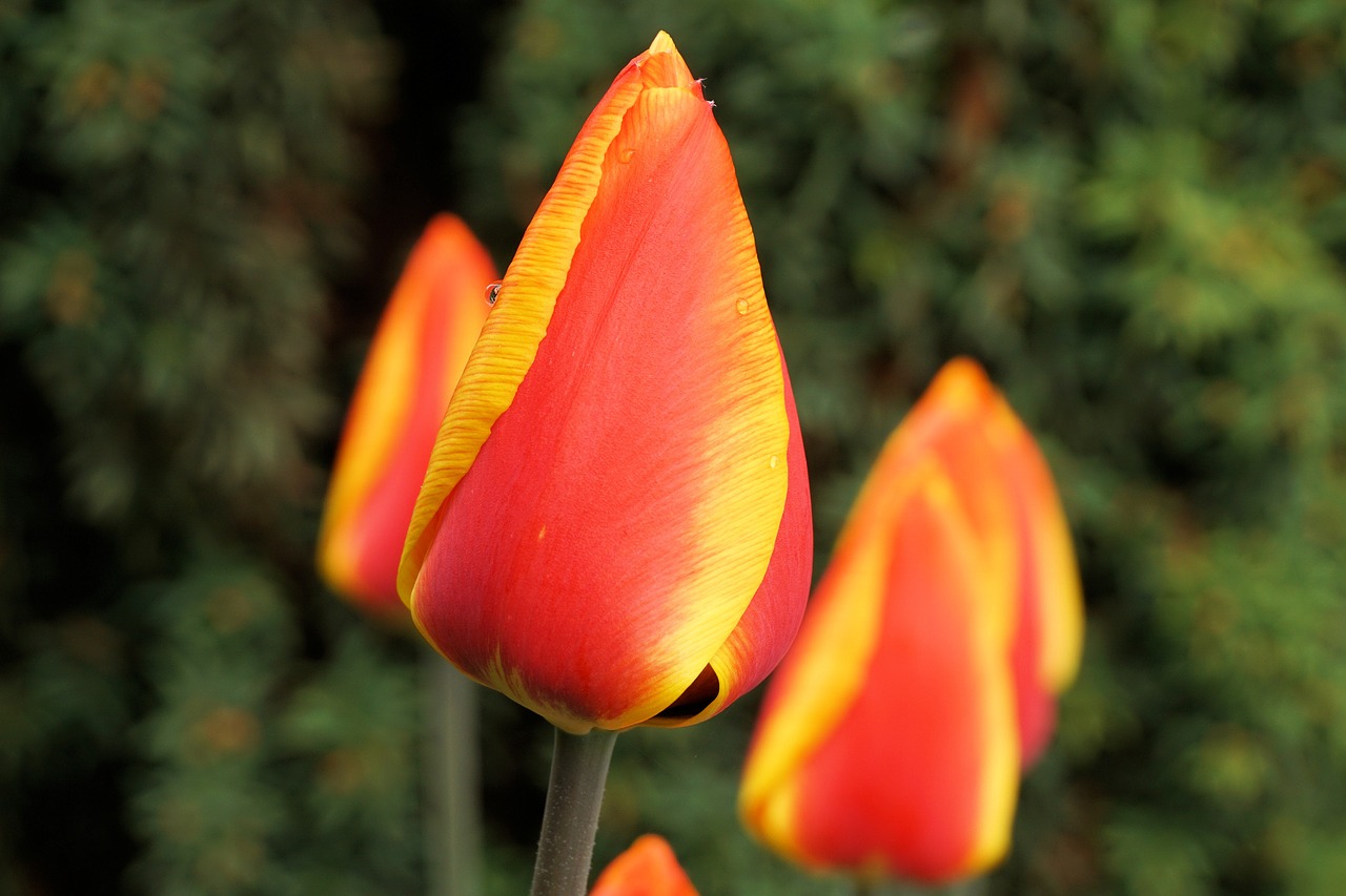 tulips flower blossom free photo