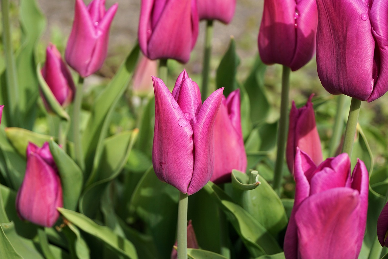 tulips flower blossom free photo