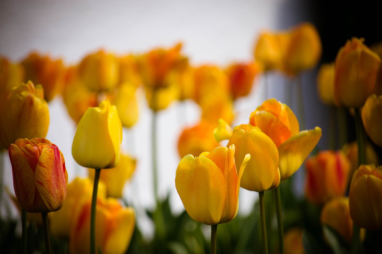 tulips flowers yellow free photo