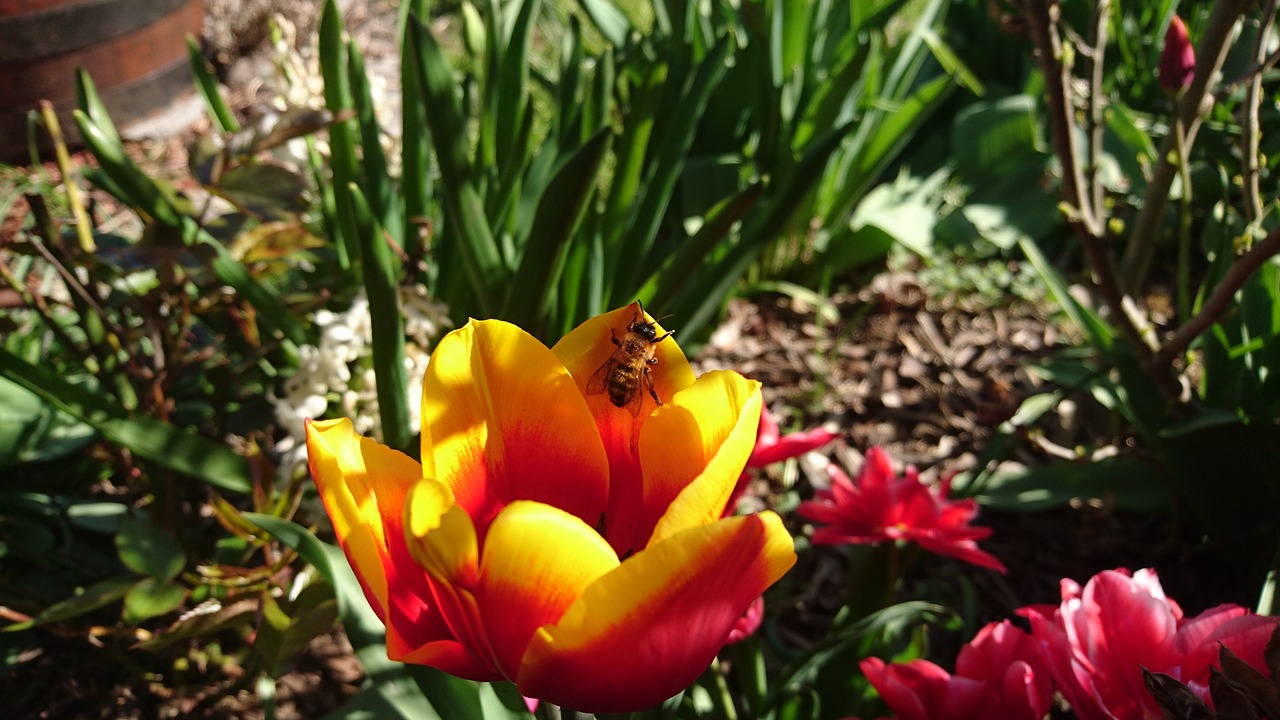 tulips blossom bloom free photo