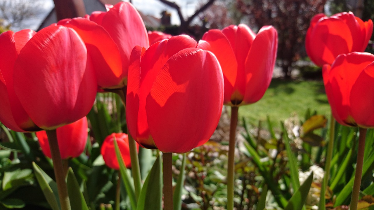 tulips spring blossom free photo