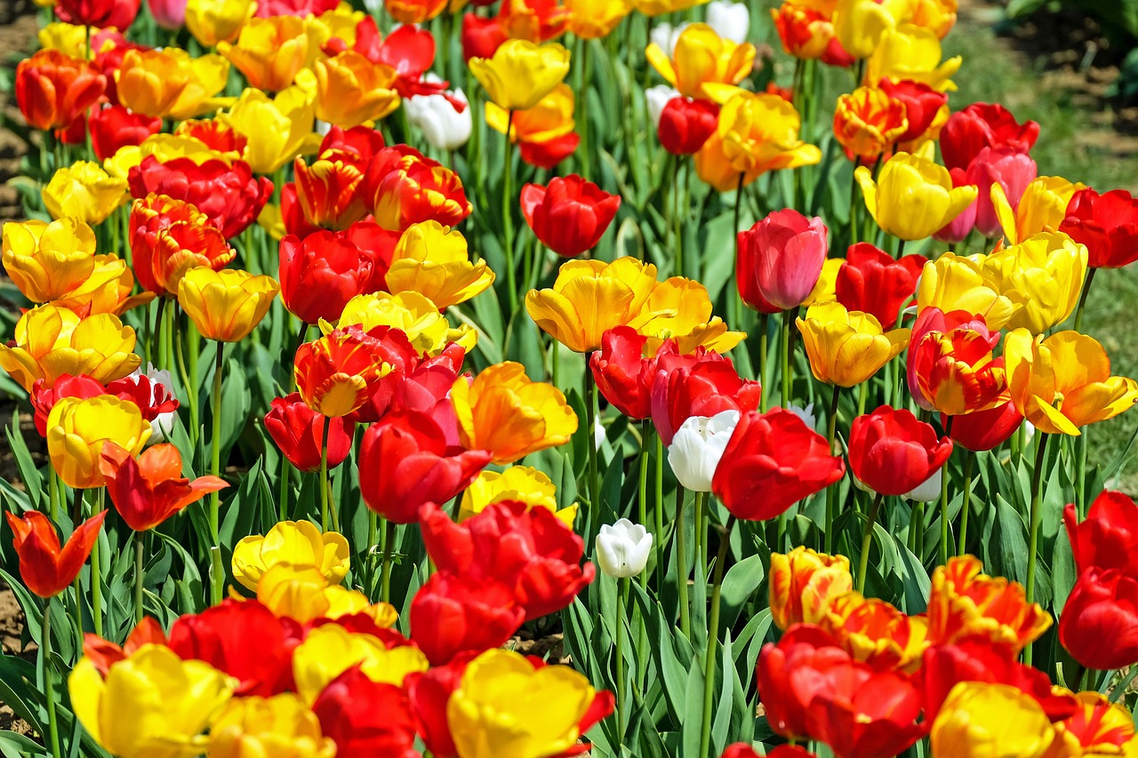 tulips flower bloom free photo