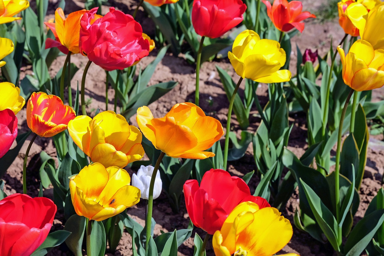 tulips flower blossom free photo