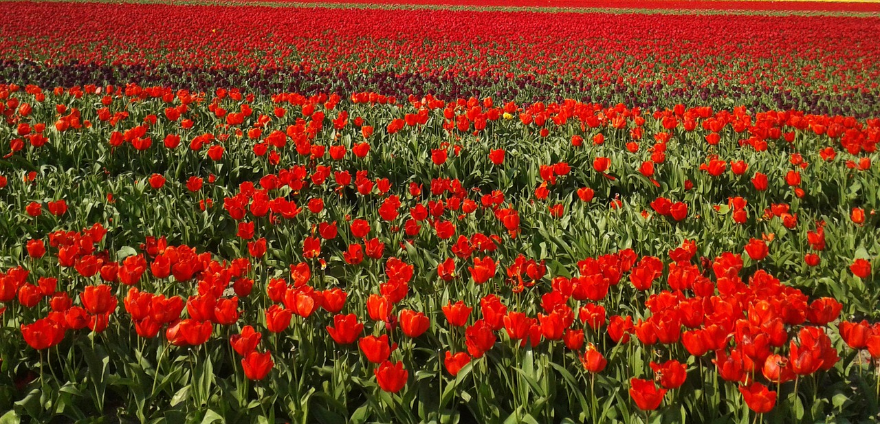 tulips field tulip field free photo