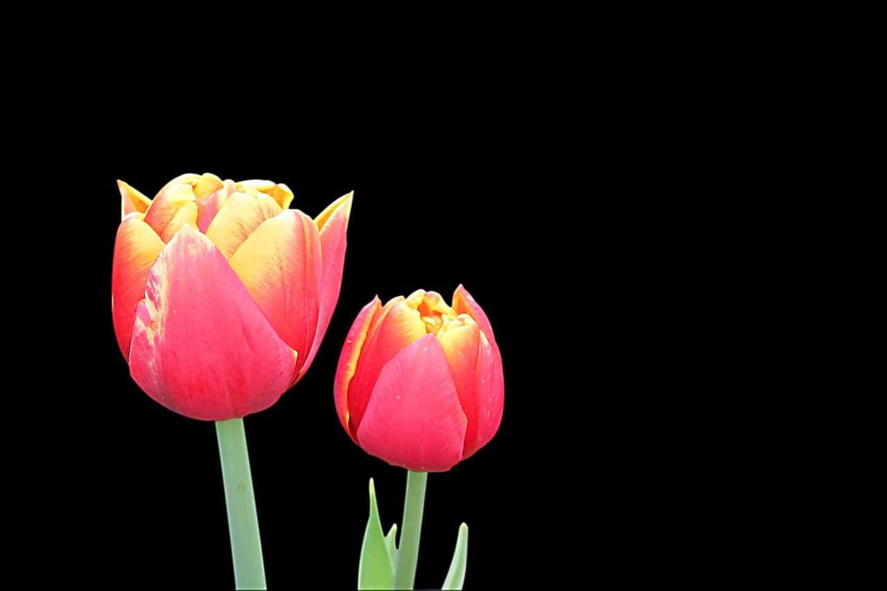 tulips flowers flower free photo