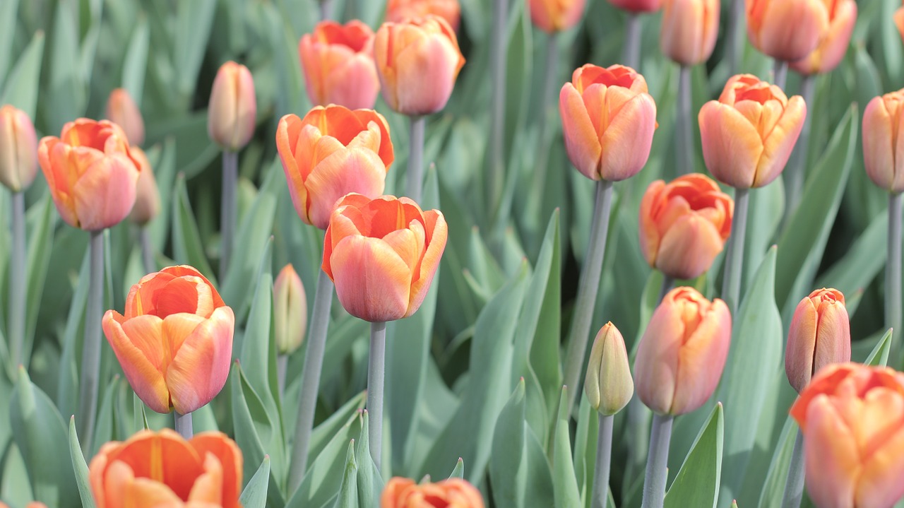 tulips orange field free photo