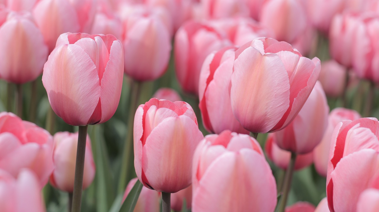 tulips pink field free photo