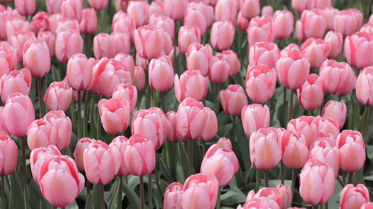 tulips pink field free photo