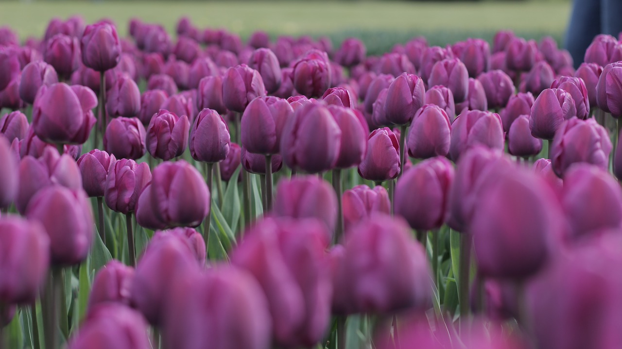 tulips purple field free photo