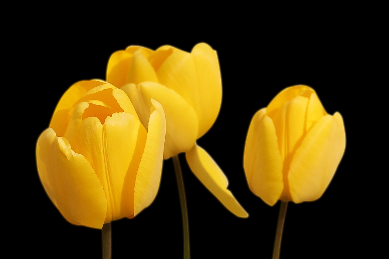 tulips yellow flowers free photo