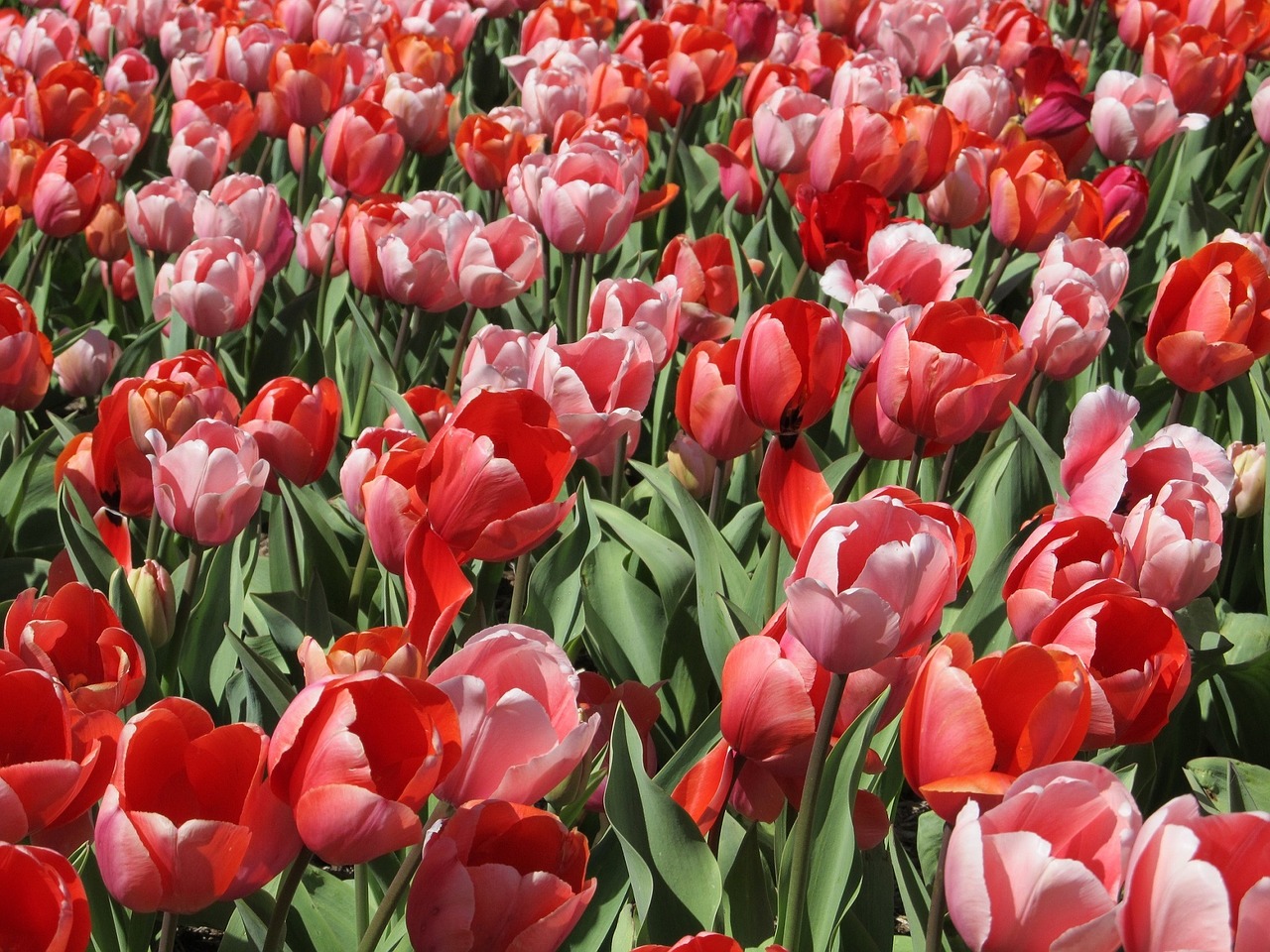 tulips mass planting flowers free photo